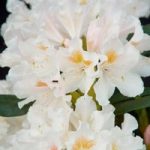 Rhododendron Plant – Cunningham’s White