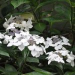 Hydrangea macrophylla Plant – Lanarth White