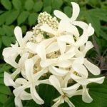 Hydrangea paniculata Plant – Great Star