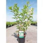 Hydrangea paniculata Plant – Kyushu