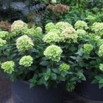 Hydrangea paniculata Plant – Little Lime®