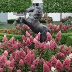 Hydrangea paniculata Plant – Pinky Winky®