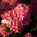 Hydrangea paniculata Plant – Vanille Fraise®