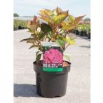 Hydrangea serrata Plant – Preziosa