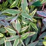 Hypericum moserianum Plant – Tricolor