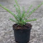Lonicera pileata Plant