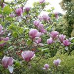 Magnolia soulangeana Plant