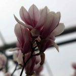 Magnolia soulangeana Plant – Alba Superba