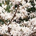 Magnolia stellata Plant