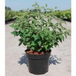 Philadelphus Plant – Albatre