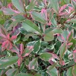 Photinia fraseri Plant – Pink Marble