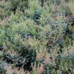 Pieris japonica Plant – Little Heath