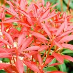 Pieris japonica Plant – Mountain Fire