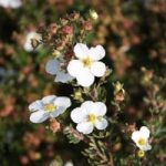 Potentilla fruticosa Plant – White Lady®