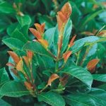 Prunus laurocerasus Plant – Etna®