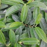 Prunus laurocerasus Plant – Mount Vernon