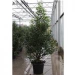 Prunus nipponica Plant – Brilliant