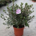 Rhododendron (AJ) Plant – Ardeur