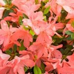 Rhododendron (AJ) Plant – Blaauws Pink