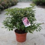 Rhododendron (AJ) Plant – Madame Galle