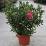 Rhododendron (AJ) Plant – Moederkensdag