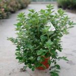 Rhododendron (AJ) Plant – Palestrina