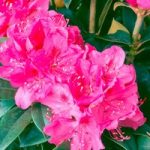 Rhododendron Plant – Anah Kruschke