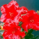 Rhododendron Plant – Baden-Baden