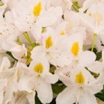 Rhododendron Plant – Madame Masson