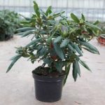 Rhododendron Plant – Marcel Menard