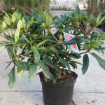 Rhododendron Plant – Marie Forte