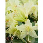 Rhododendron Plant – Shamrock