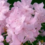 Rhododendron Plant – Snipe
