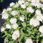 Spiraea japonica Plant – Albiflora