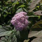 Spiraea japonica Plant – Superstar® First Editions®