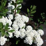 Spiraea nipponica Plant – White Carpet
