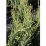 Juniperus communis Plant – Compressa