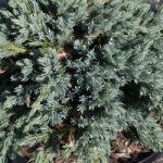 Juniperus squamata Plant – Blue Star