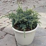Juniperus squamata Plant – Holger