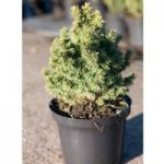 Picea glauca Plant – Alberta Globe