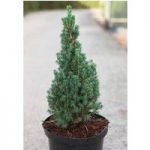 Picea glauca Plant – Zuckerhut