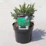 Picea ormorika Plant – Karel