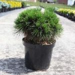 Pinus mugo Plant – Varella