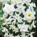 Daffodil White Diamonds Mixture Bulbs