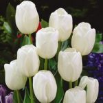 Tulip White Dream Bulbs