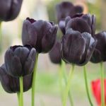 Tulip Black Satin