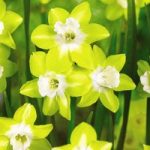 Daffodil Jonquilla  Pipit 10 Bulbs (Size 8/10)