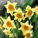 Daffodil Jonquilla Suzy