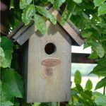 Wren Bird Box – Bitumen Roof