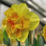 Daffodil Raffles